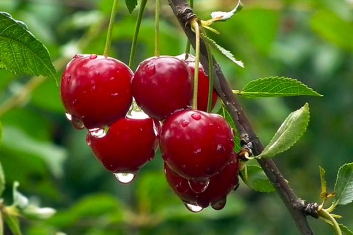 Más de 900 toneladas de cerezas neuquinas fueron exportadas directamente a China