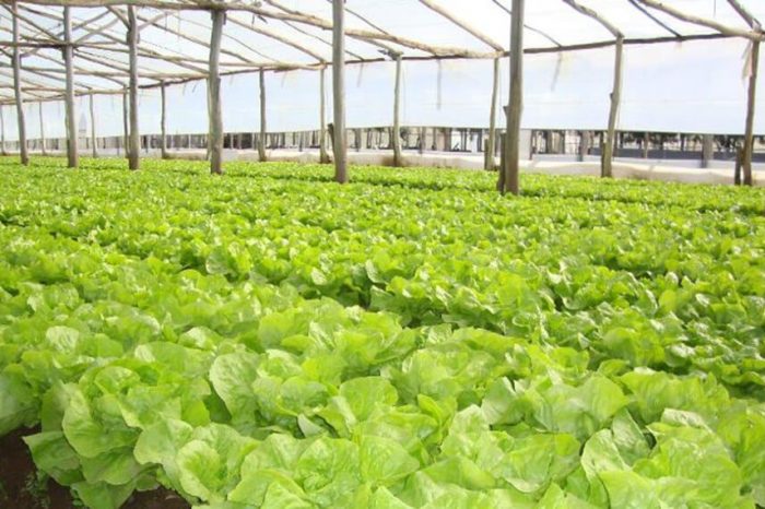 Las claves para reducir pérdidas y conservar la calidad de las hortalizas