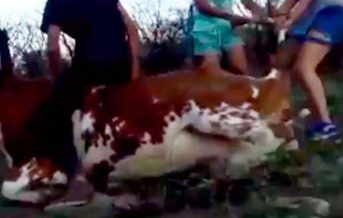 Video: adolescentes golpearon y le arrojaron una piedra en la cabeza a una vaca