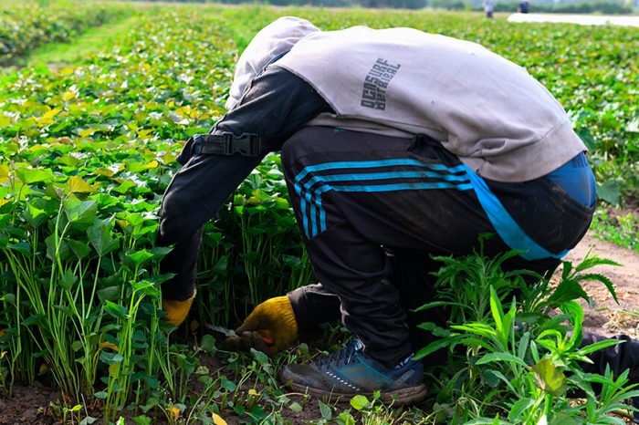 Aumento de $4.000: trabajadores rurales podrían tener definiciones la semana que viene