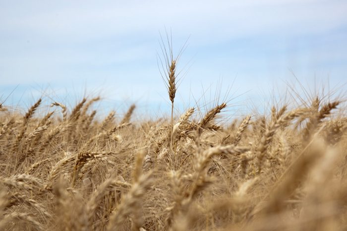 Retenciones, sin segmentación: ¿qué empezó a cambiar en la cabeza del productor de norte del país?