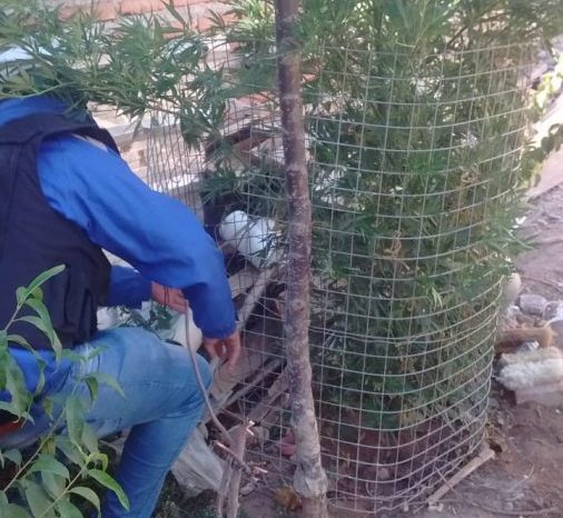 Demoran una persona y decomisan plantas de marihuana en allanamiento
