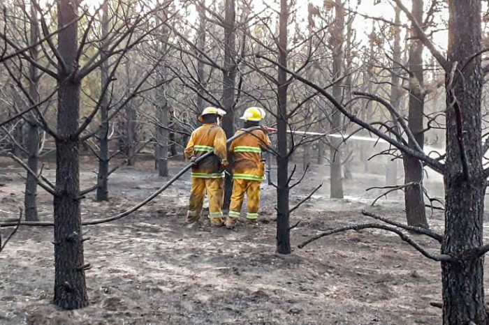 Incendio forestal consume unas 15 hectáreas