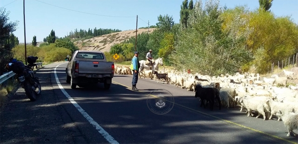 Operativos preventivos en Las Lajas