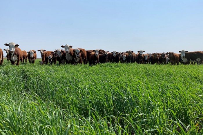 Incorporar avenas aumentaría tres veces la producción de carne