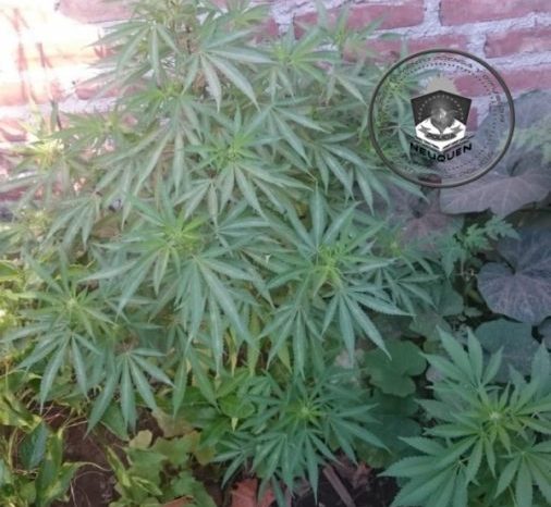 Secuestran un vehículo, dinero y plantas de Cannabis Sativa
