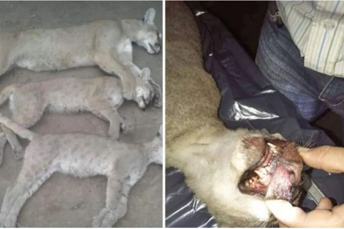 En el Día del Animal, violó la cuarentena y cazó un puma y dos cachorros