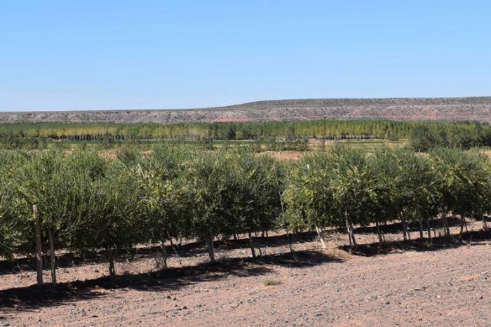 Producen hongos comestibles con residuos de la producción olivícola