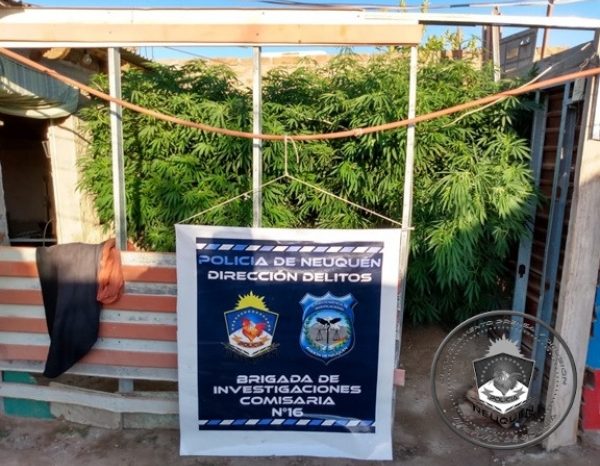 Secuestran marihuana en  allanamientos y demoran dos jóvenes en los mismos