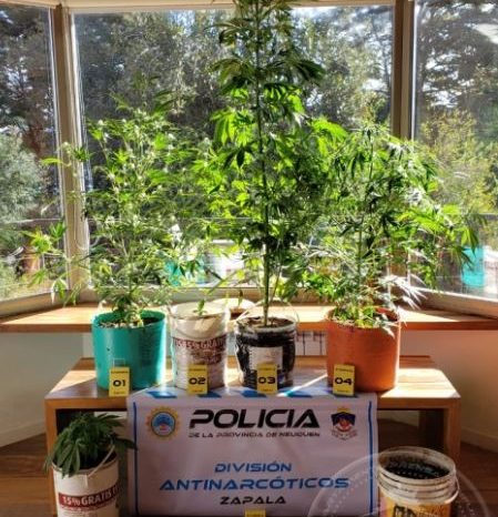 Villa Pehuenia: Secuestran Plantas de Cannabis Sativa en un complejo de cabañas