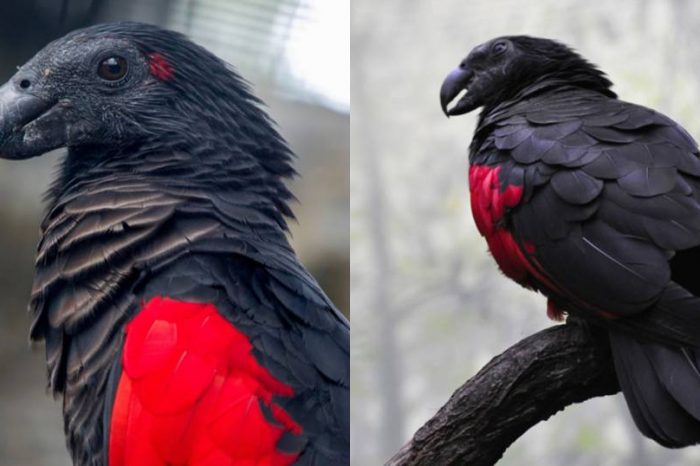Estas aves son las más góticas de la tierra y se llaman loros de Drácula