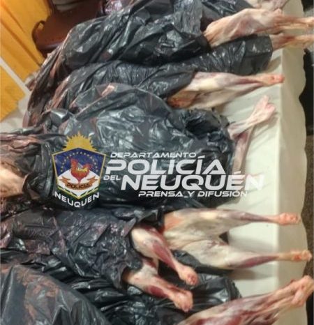 Incautan 15 chivitos faenados y transportados en un baúl