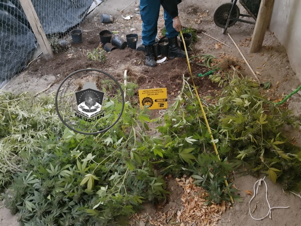 Secuestran gran cantidad de marihuana, balanza y otros elementos para la causa