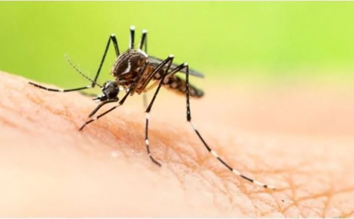 Alerta por el “mosquito tigre" capaz de transmitir 22 tipos de virus