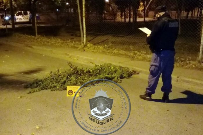 Circulaban por la calle con plantas de Cannabis Sativa