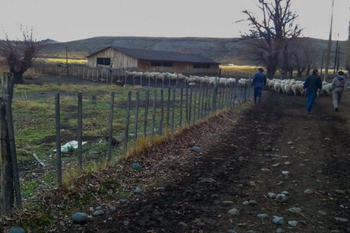 Prefinancian la producción lanera de la región sur y norte de la provincia de Neuquén