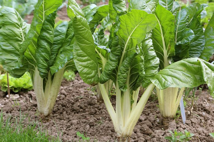 Huerta en una hora: lanzan un nuevo ciclo gratuito de charlas para producir alimentos en casa