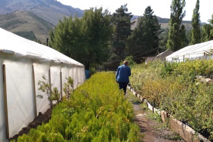 Viveros provinciales adaptan sus ventas en cuarentena