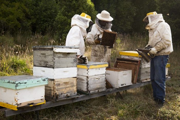 La CAPAL fabricará material para colmenas en su propia carpintería