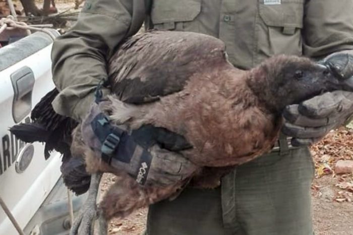Trasladan a Mendoza ejemplar de cóndor rescatado en Domuyo
