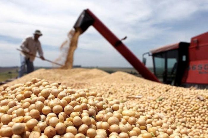 Por mejores rindes, se espera que la cosecha de soja sea de 49,6 millones de toneladas