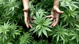 Una localidad cordobesa desarrollará el cultivo comunitario y emitirá permisos a privados