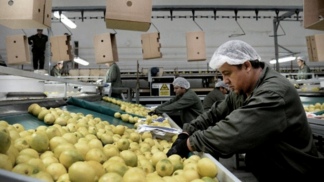 Por primera vez en la historia Argentina exporta limones a China