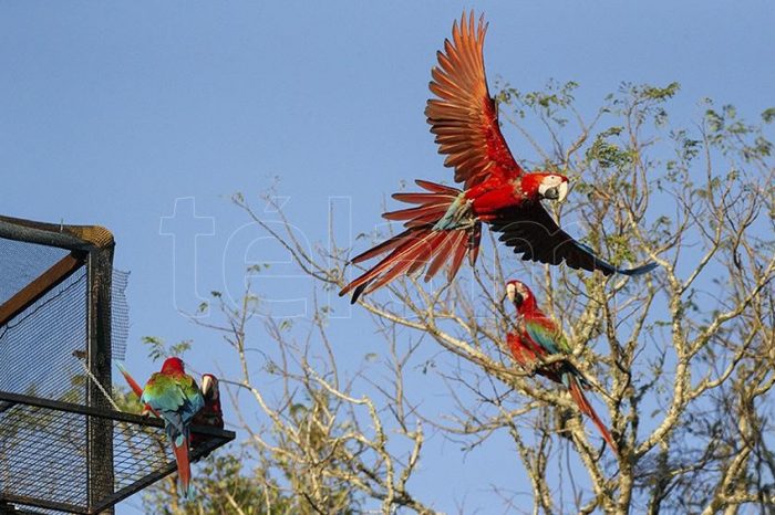 Liberan cinco guacamayos rojos en el Parque Nacional Iberá, una especie desaparecida en Argentina