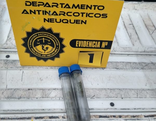 Departamento Antinarcóticos Neuquén secuestra cannabis sativa