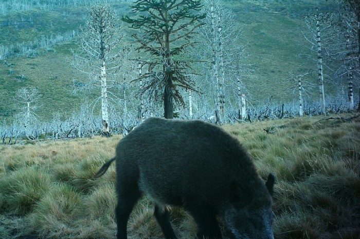 Situación del avance del jabalí en los Parques Nacionales