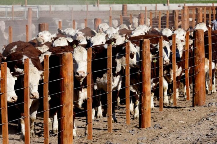 Los engordes continuaron trabajando aún en contexto de pandemia
