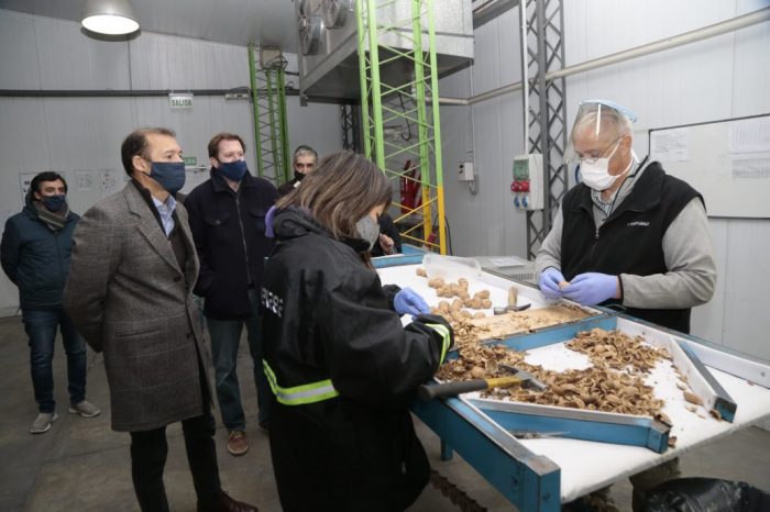 Neuquén exporta 20 toneladas de nueces a Europa