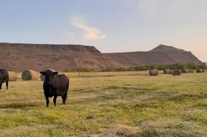 Siguen vigentes herramientas crediticias para el sector ganadero