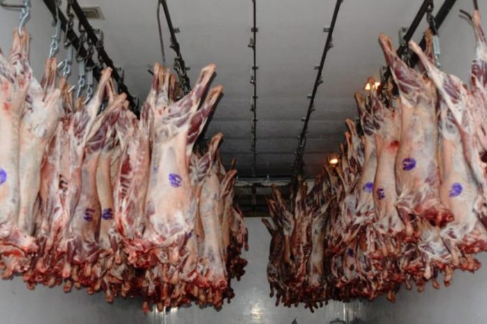 Se vendieron todos los corderos de pequeños productores de Aluminé