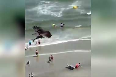 Viral: el sorprendente momento en el que un águila caza a un tiburón en la playa
