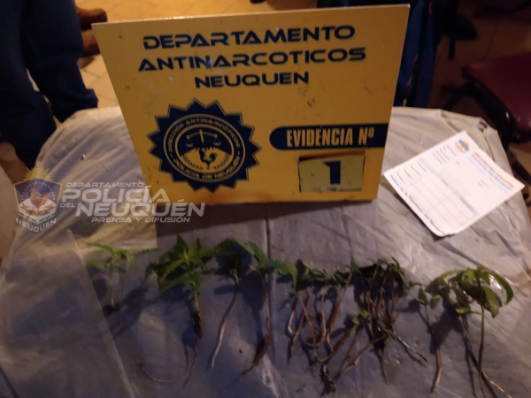 Personal Policial secuestró plantas de Cannabis Sativas en allanamiento