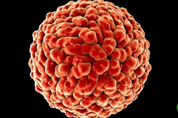Aseguran que la vacuna contra el coronavirus no estará "antes de principios de 2021"