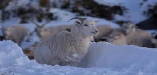 La solidaridad evitó que una  familia rural pierda su ganado en la nieve