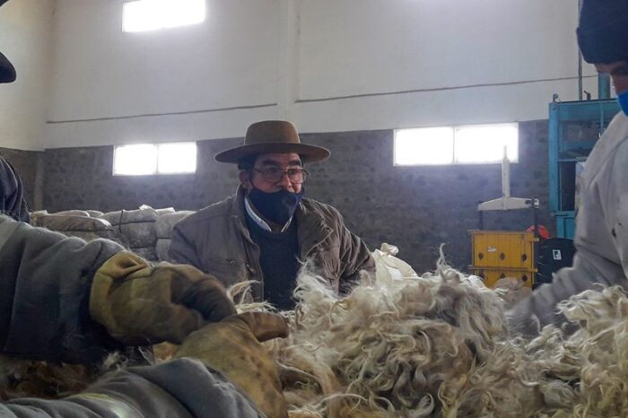 Productores de mohair esperan con optimismo la venta de la fibra