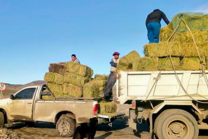 Plan forraje para asistir a crianceros del interior neuquino
