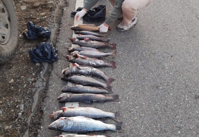 Furtivos: transportaban 17 truchas pescadas fuera de temporada