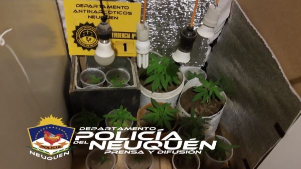 Personal del Departamento Antinarcóticos incautó 21 plantas de Cannabis Sativas