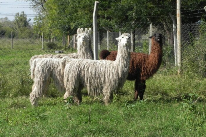 Prueban en Tucumán obtener un suero hiperinmune a partir de las llamas