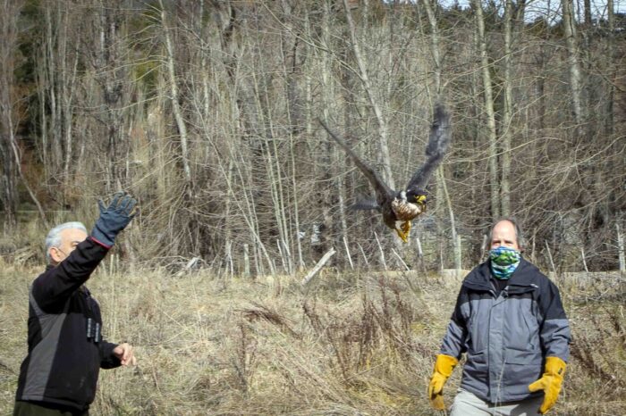 Exitosa rehabilitación y liberación de un halcón peregrino