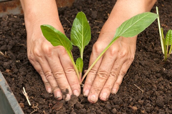 ProHuerta: una política pública con 30 años de historia