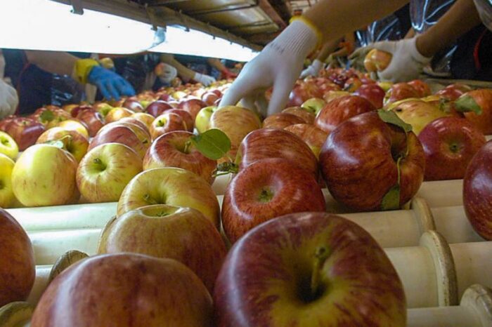Aprueban los protocolos sanitarios para las actividades rurales del sector frutícola y de trabajadores migrantes en la fruticultura