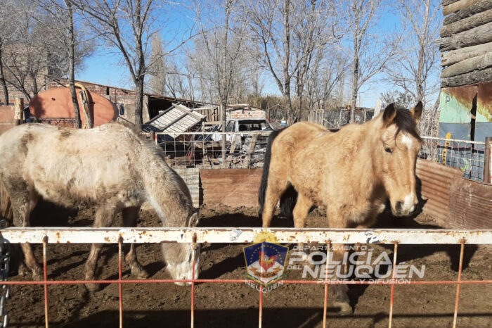 Realizaron exitoso allanamiento tras investigación por "crueldad animal"