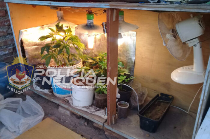 Secuestraron 18 plantas de marihuana en un procedimiento