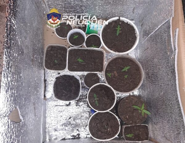 Personal Policial secuestró plantas de Cannabis Sativa