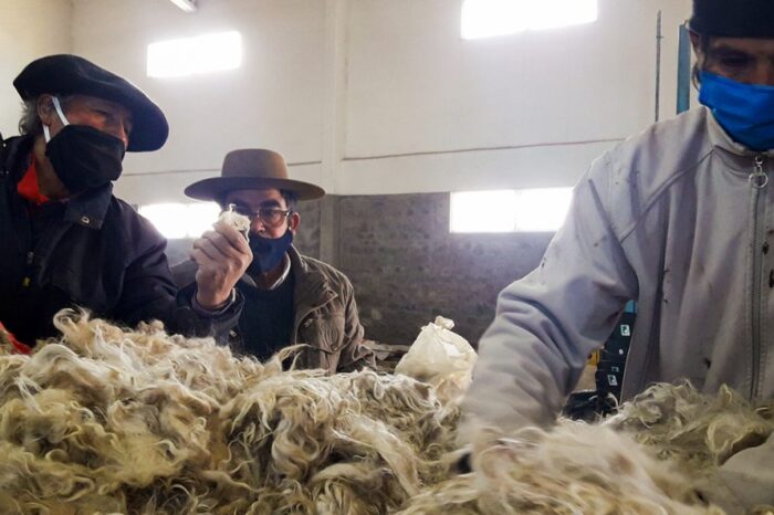 Pese al clima y el aislamiento productores logran colocar el Mohair en el mercado